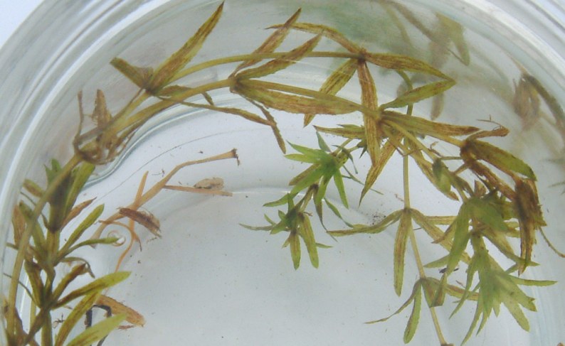 fig.01 �N�����S�i