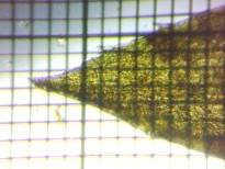 fig.02 �t�̐�[��