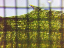 fig.04 �t���̍׋���