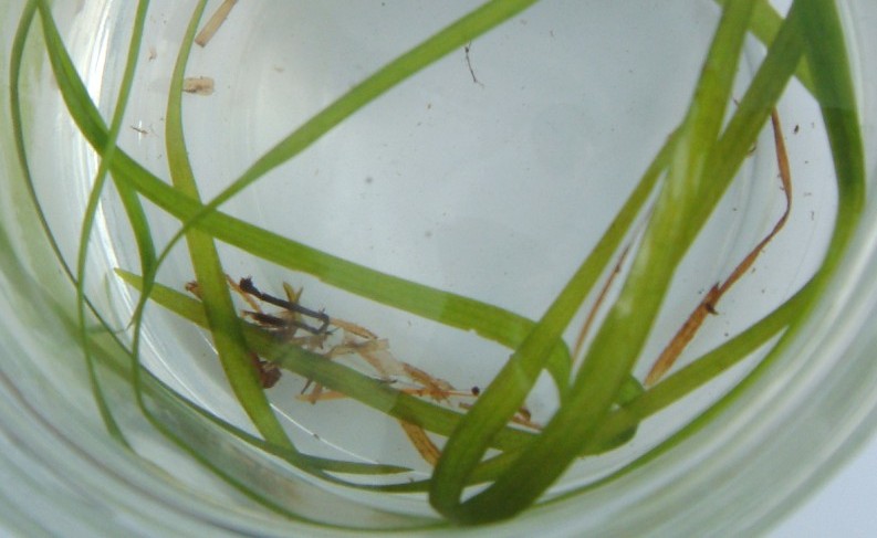 fig.01 �Z�L�V���E���S�i