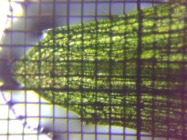 fig.02 �t�̐�[��