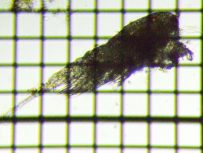 fig.02 �P���~�W���R��