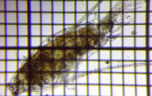 fig.03 ���}�g�q�Q�i�K�P���~�W���R