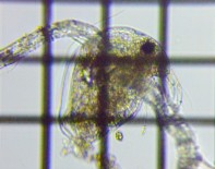 fig.04 �]�E�~�W���R