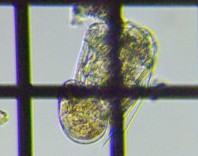 fig.05 �n�l�E�f�����V�̈��