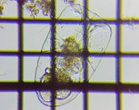 fig.07 �t�N�������V