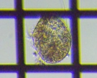 fig.08 ���іڃn���e���A��