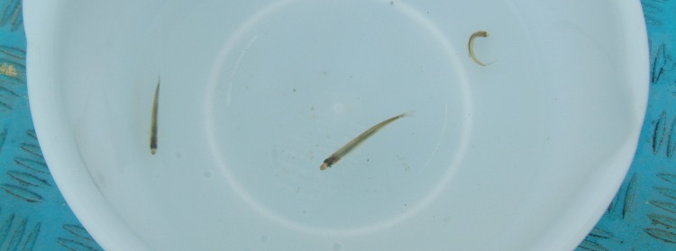 fig.14 ��΂̃��J�T�M