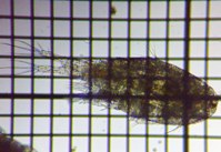 fig.01 �P���~�W���R��