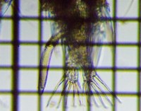 fig.03 �q�Q�i�K�P���~�W���R��
�̐��X