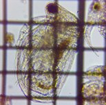 fig.05 �q���l�R�[�~�W���R