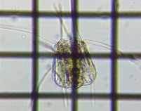 fig.07 �n�l�E�f�����V�̈��