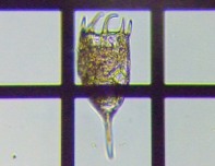 fig.11 �J���m�R�E�����V