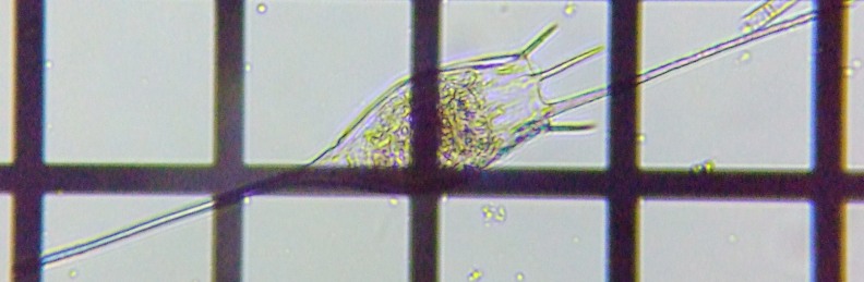 fig.12 �g�Q�i�K�����V