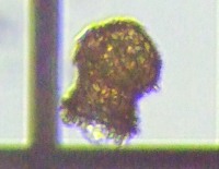 fig.15 �c�{�J������