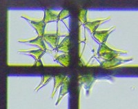 fig.17 �N���V���E���i�Α��j