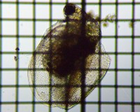 fig.01 �q���l�R�[�~�W���R��