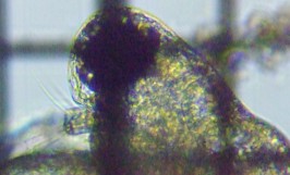 fig.02 �q���l�R�[�~�W���R��
��P�G�p