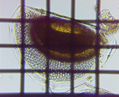 fig.05 �ϋv��
Ceriodaphnia pulchella