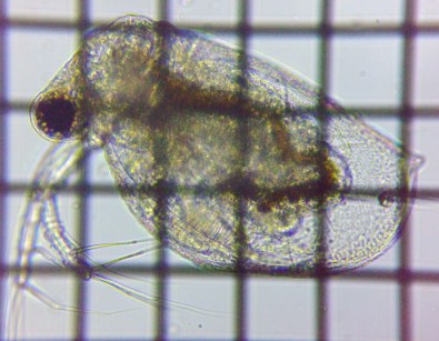 fig.06 �q���l�R�[�~�W���R��
Ceriodaphnia pulchella