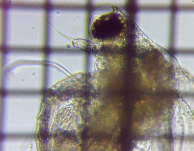 fig.07 �q���l�R�[�~�W���R��
��P�G�p