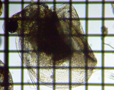 fig.08 �q���l�R�[�~�W���R
�w�����̒��o��