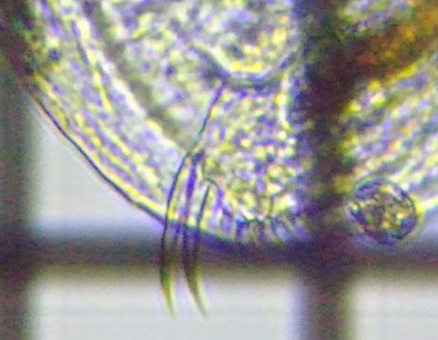 fig.09 �q���l�R�[�~�W���R��
�㕠��