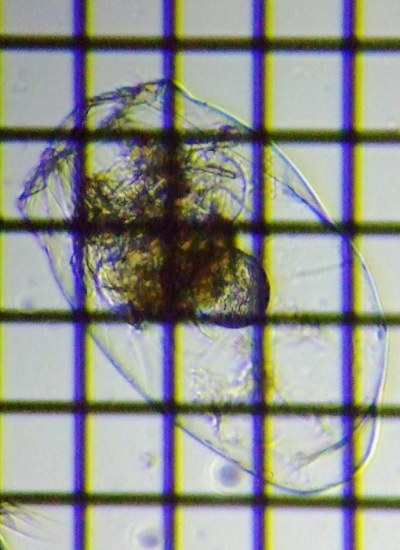 fig.01 �t�N�������V