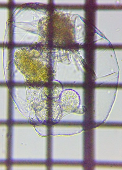 fig.02 �t�N�������V