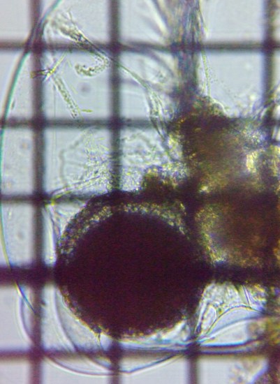 fig.04 �t�N�������V