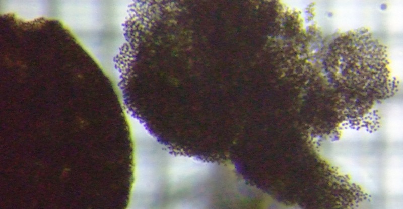 fig.03 �~�N���L�X�e�B�X