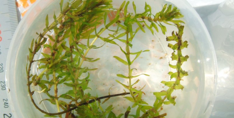 fig.01 �R�J�i�_���S�i