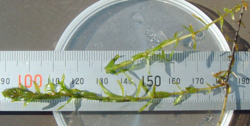 fig.02 �֐��t�́A�����̐߂łQ��