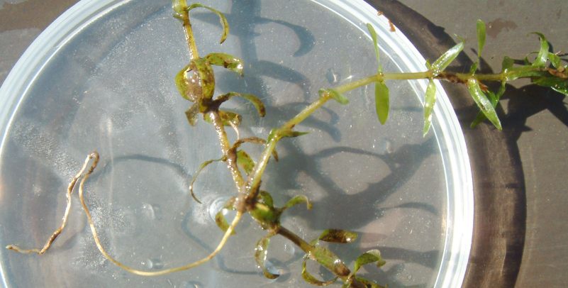 fig.03 �s�̐߁i�s��j����
���F����̍��Ǝ}���o��