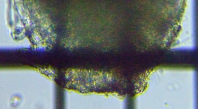 fig.05 ���̍Ő�[�͓ݓ�