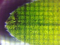 fig.06 �t�̐�[��