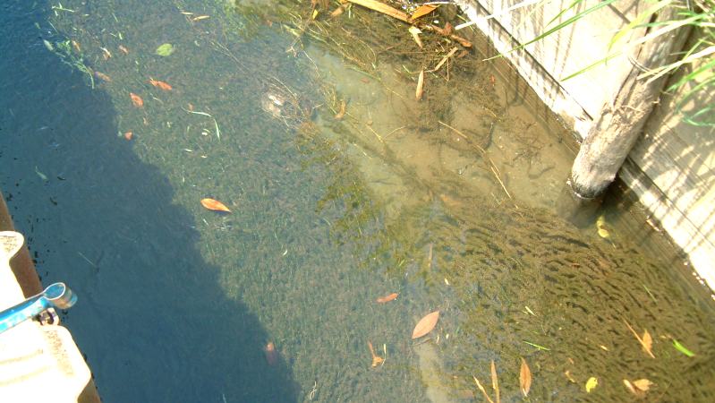 fig.11 �R�J�i�_���̔ɖΏ�