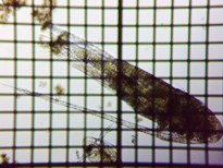 fig.01 ���}�g�q�Q�i�K�P���~�W���R