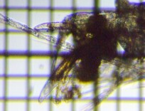 fig.02 �����̐��X