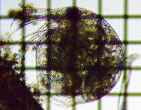 fig.03 �]�E�~�W���R