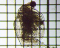 fig.04 �q���l�R�[�~�W���R