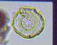 fig.09 �s�ځi���������j