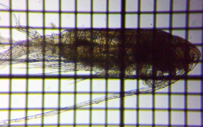 fig.01 ���}�g�q�Q�i�K�P���~�W���R