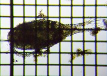 fig.01 �P���~�W���R��