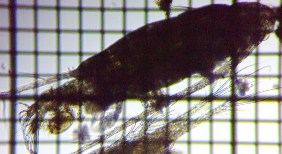 fig.02 ���}�g�q�Q�i�K�P���~�W���R