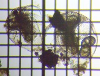 fig.03 �]�E�~�W���R