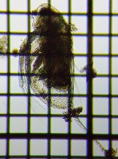 fig.05 �J�u�g�~�W���R�i�ۓ��j