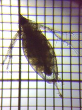 fig.06 �J�u�g�~�W���R�i�듪�j