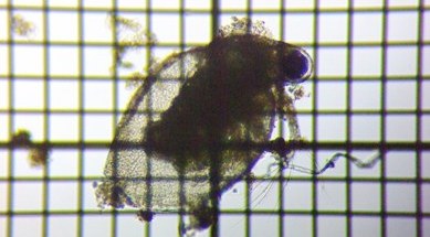 fig.07 �q���l�R�[�~�W���R