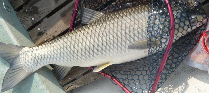 fig.01 photo A
�Y�փP�r�̃\�E�M���i�S���W�O�����j